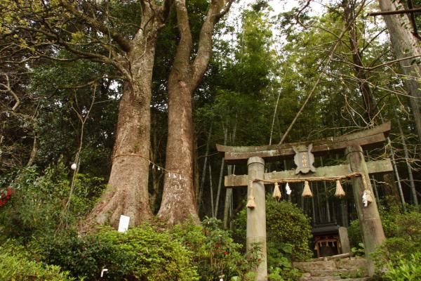 登山口の八天神社の鳥居と大楠です。トイレもあります。