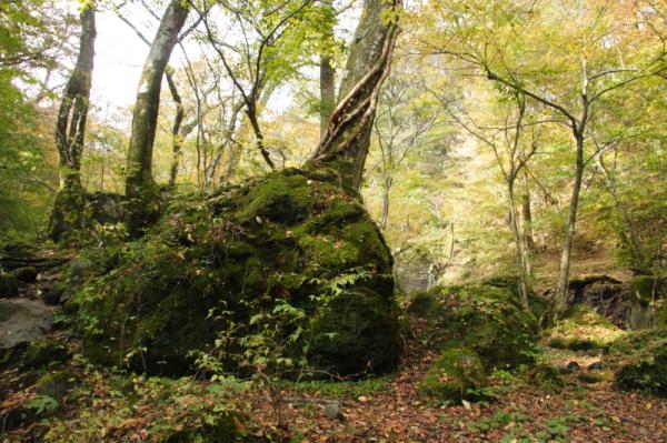 気持ちの良い森の中を歩いていきます。