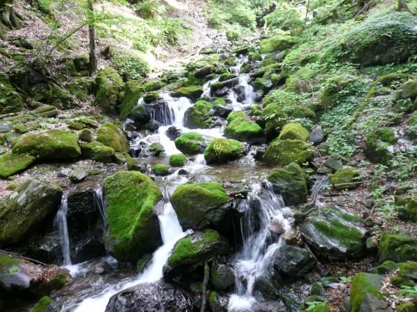 写真には収めきれない美しさの三又です