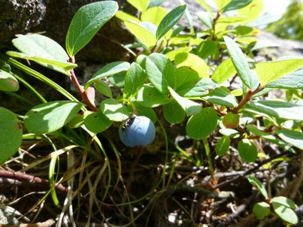 東北の山、安達太良山に来ました！