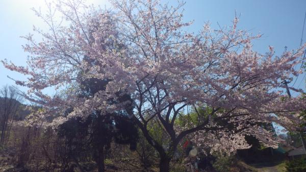 桜が多くある山でした