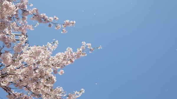 風が吹くと桜吹雪になります