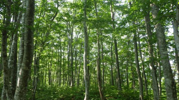 鳥の歌声・虫の声・・にぎやかな新緑のブナの山です