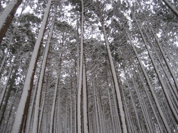 杉の真ん中に雪のクリーム