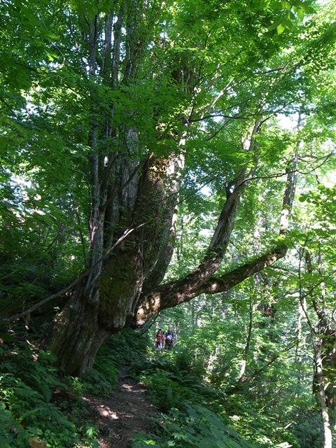 チブリ尾根 大カツラ