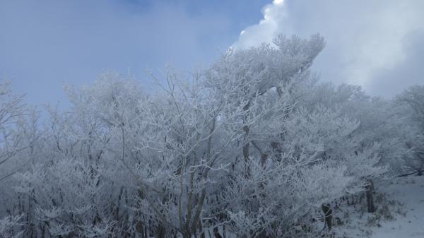 シロヤシオに樹氷。