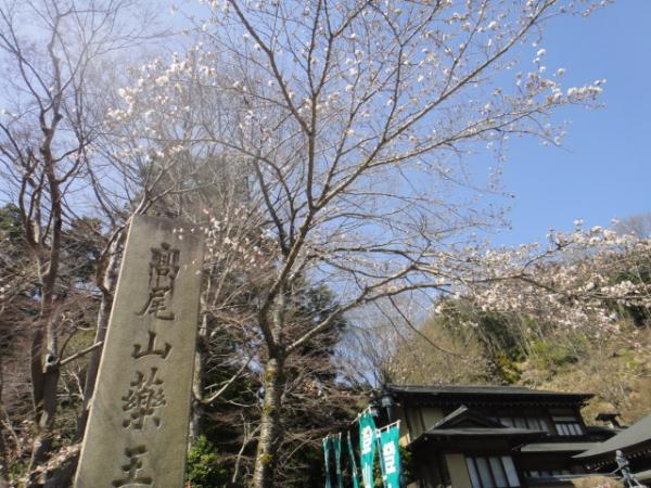 桜はこんな感じ