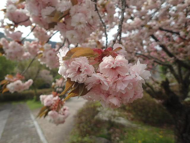 乾徳公園の八重桜