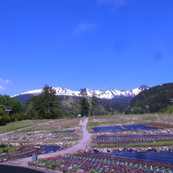 ロープウェイを下りると、お花畑＆御嶽山！