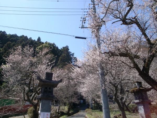 東郷神社　梅が咲いてましたよ～