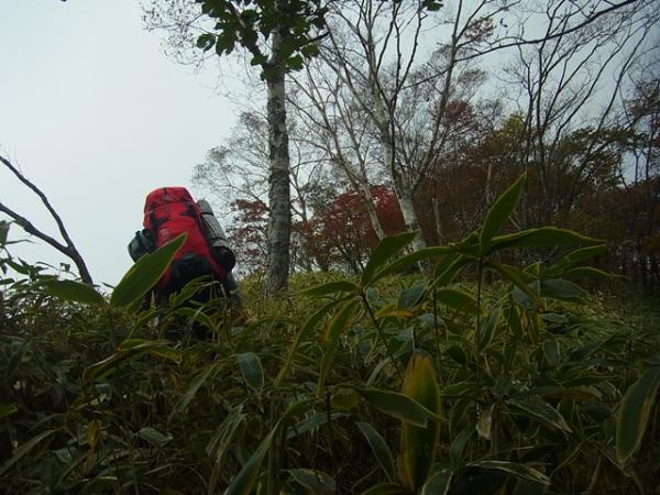 笹藪の急登を行く。