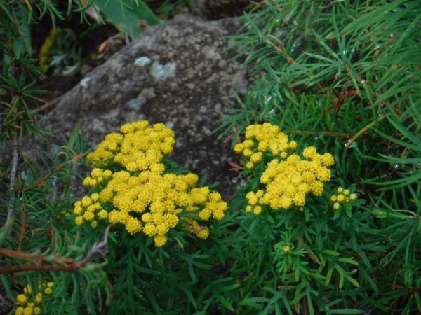 イワインチン。この種の基準標本はこの女峰で採取されたそうだ。