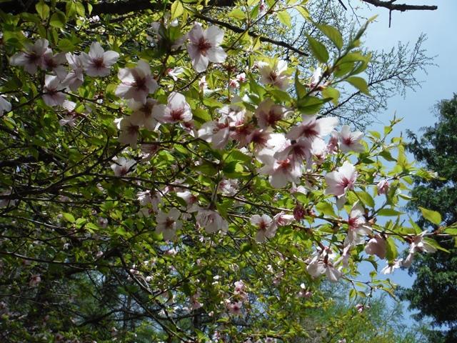 桜がキレイですよ！