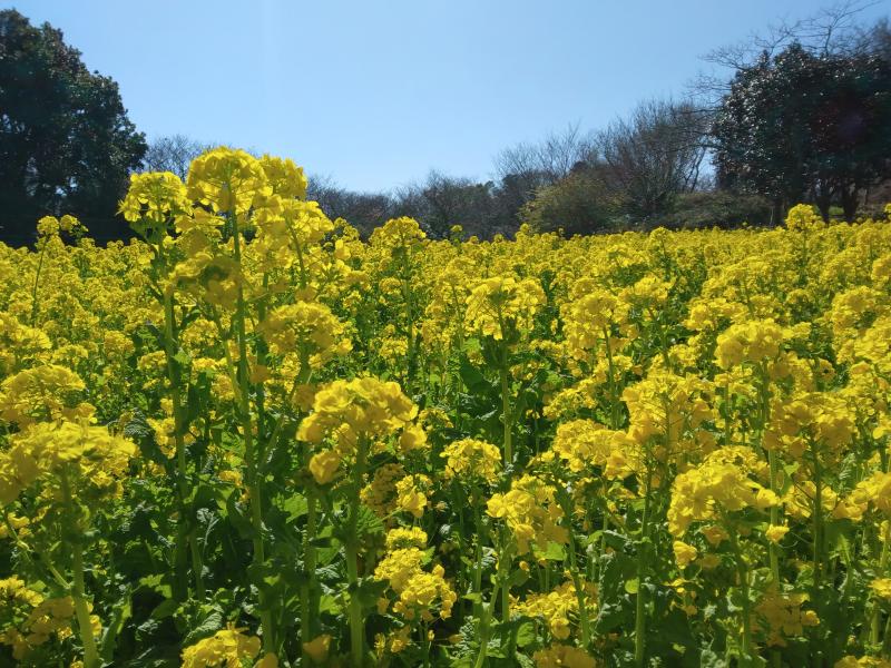 3月上旬が最盛期！