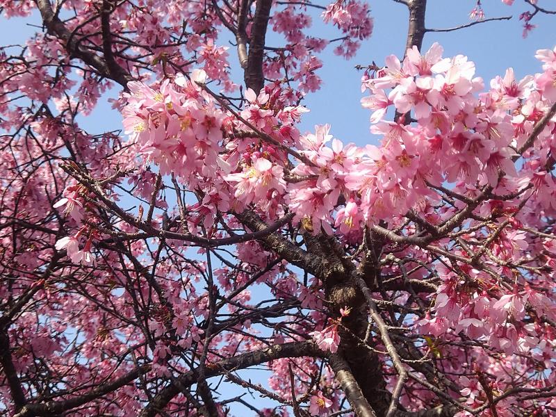 つくば中心部よりも牛久沼周辺の方が桜の開花が早いようです。富士見台公園の桜にはミツバチがたくさん来ていました。