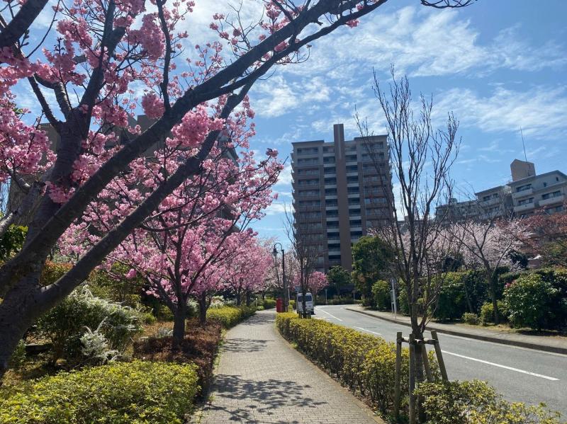 安針塚駅上のマンションエリアは桜並木状で気持ちの良い道。
