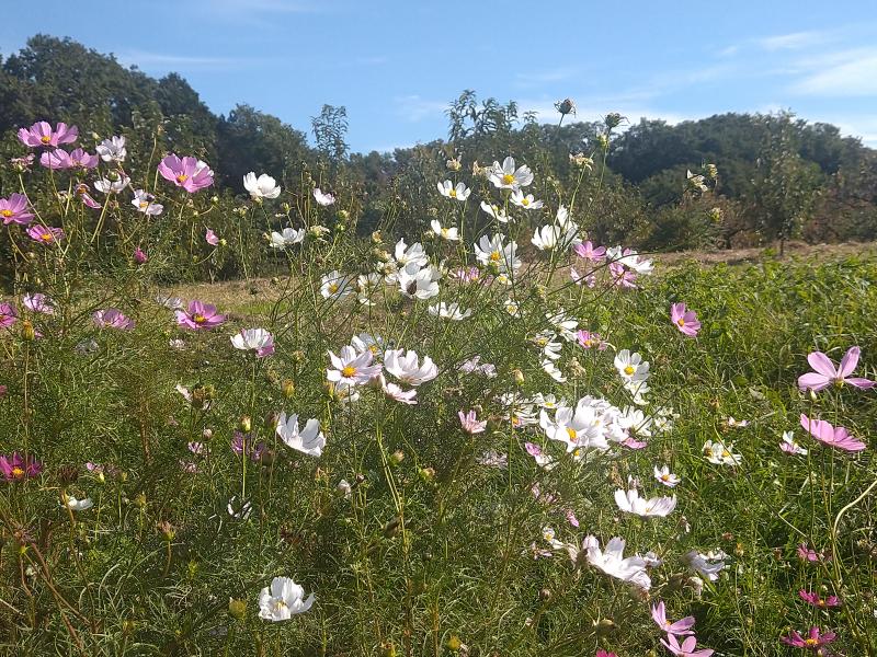 秋　コスモス　空色