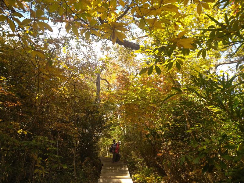 稲荷山尾根から高尾山山頂への最後の階段が素敵でした。