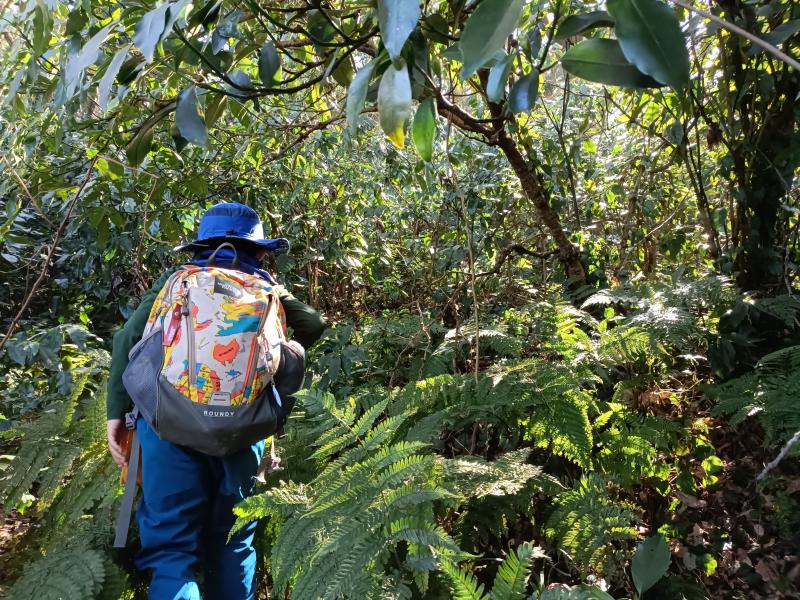 大楠平尾根は荒れて薮っぽい