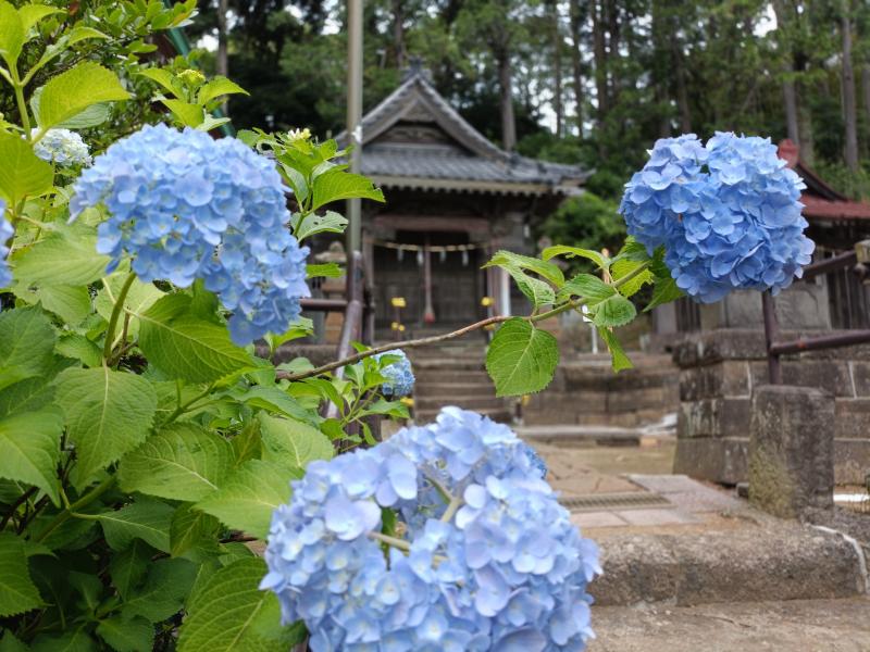 大船切通のそばの熊野神社のアジサイ