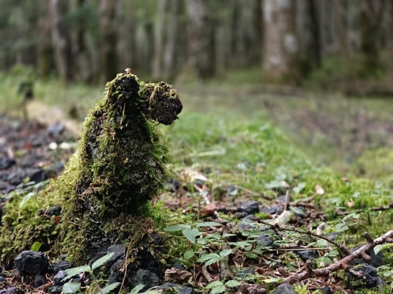 富士の森は苔の森でもある。