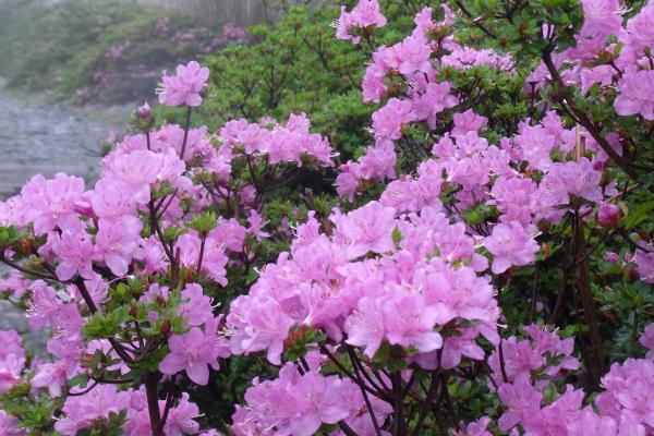 不動池横の白鳥山の登山口から分岐までに咲いています。