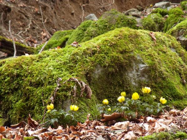 沢の苔と福寿草が美しいです。