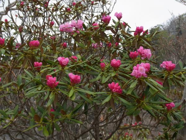 ツクシシャクナゲ