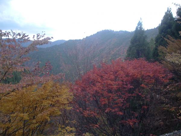 紅葉がきれいです。