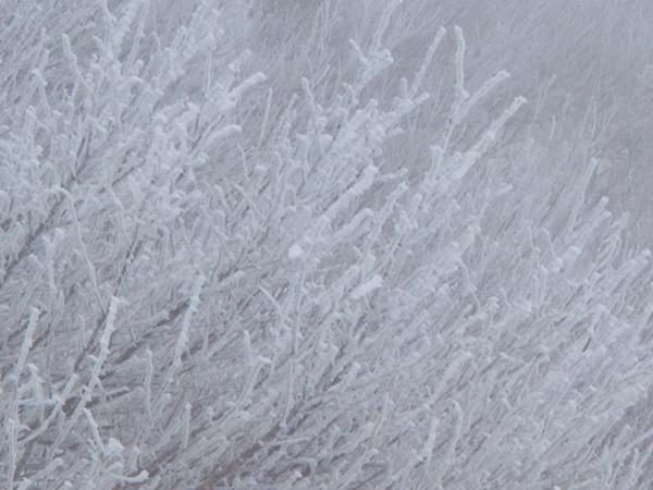 樹氷がとてもきれいでした。