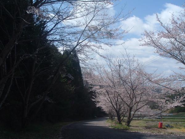桜がきれいです。