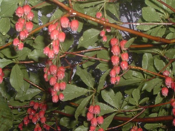 べにどうだん。まるでフルーツのよう。