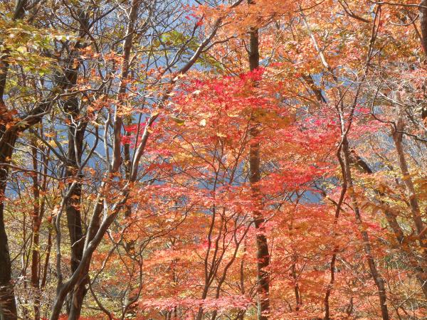 紅葉がきれいです。