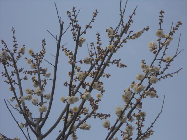 まだ、咲きはじめたばかり。