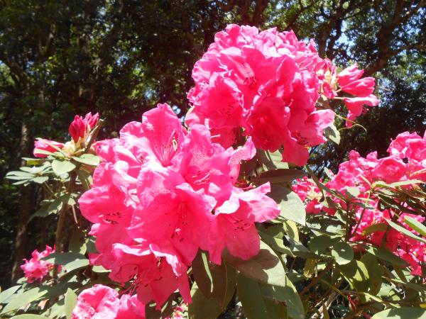 満開のシャクナゲ。