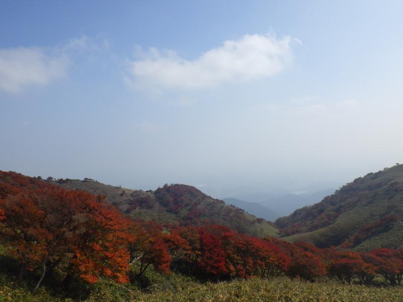 シロヤシオの葉が真っ赤に色付いてます。