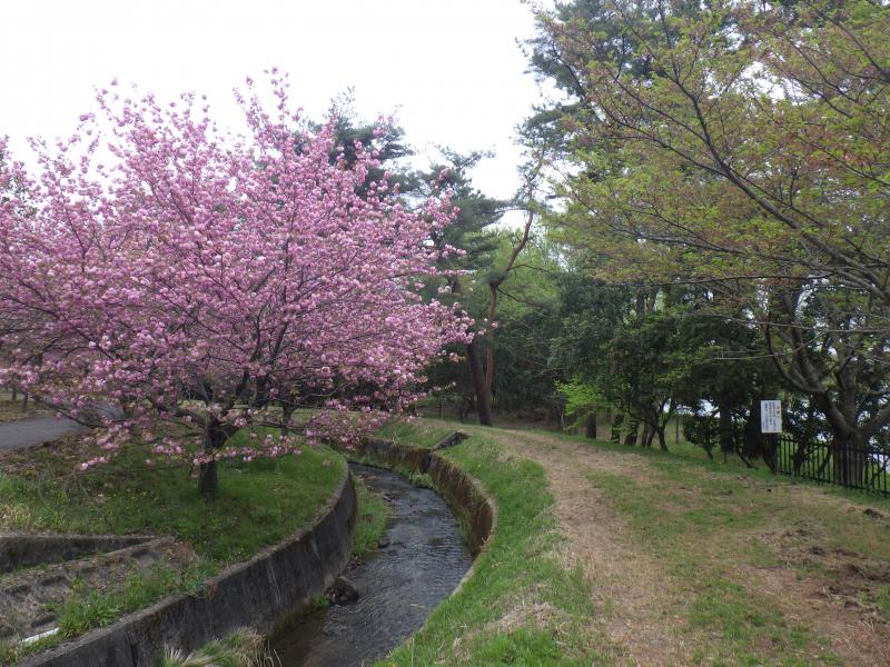 まだまだ桜が咲いてます。