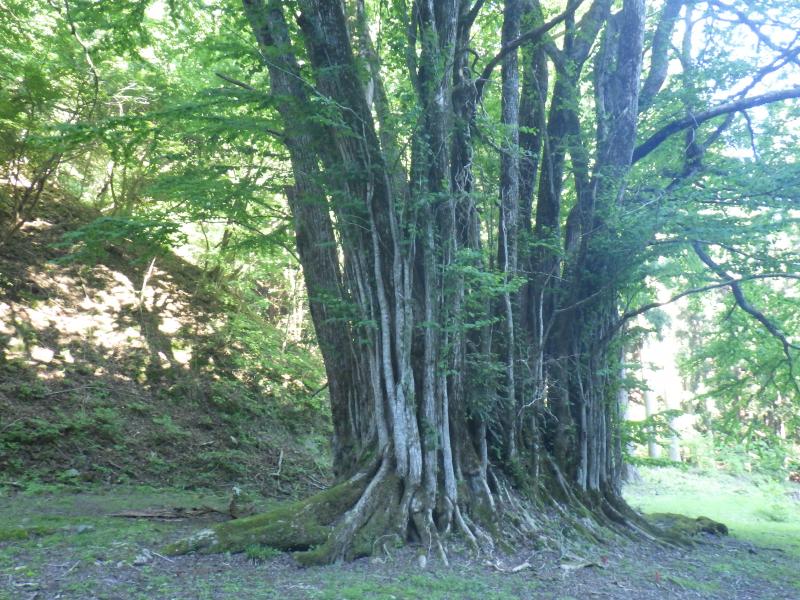 糸井の大かつら。立派です。