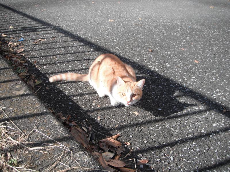 鴨沢バス停でネコに出迎えられました。
