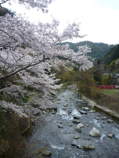 登山口近くの桜