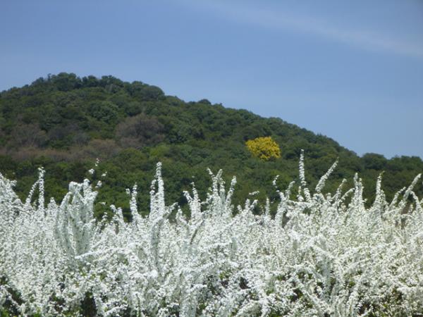 すっかり春ですね