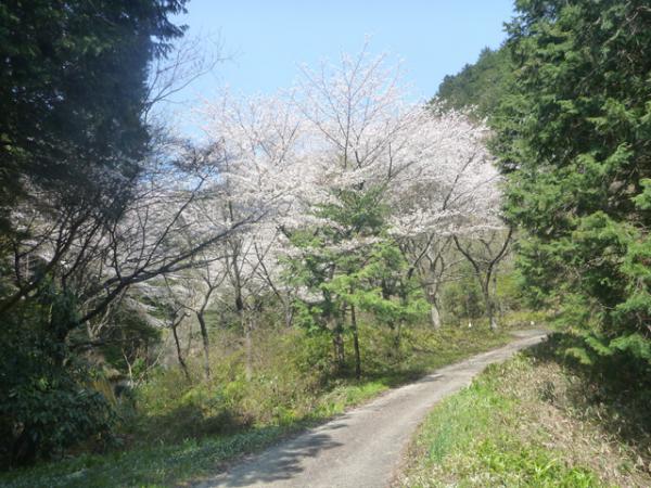 登山口。桜満開でした。