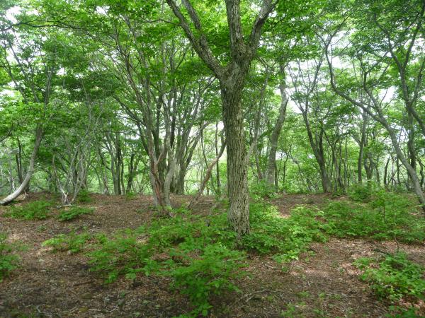 山頂。広いですが展望はありません。