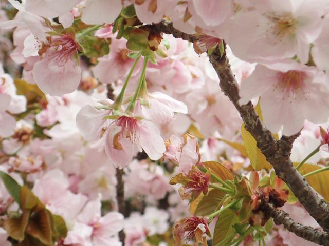 登山口の桜は満開でした。