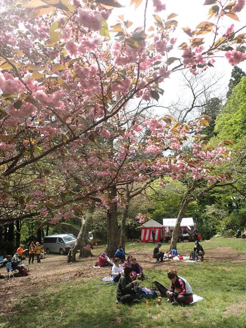 桜を見ながらお昼。