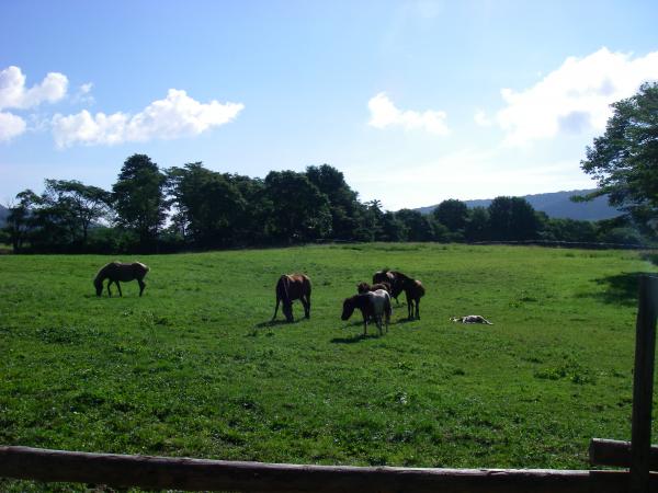 牧場、のどか～