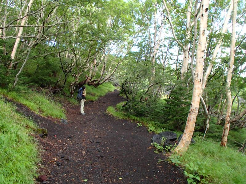 緑が多いのがこの登山道の特徴です。