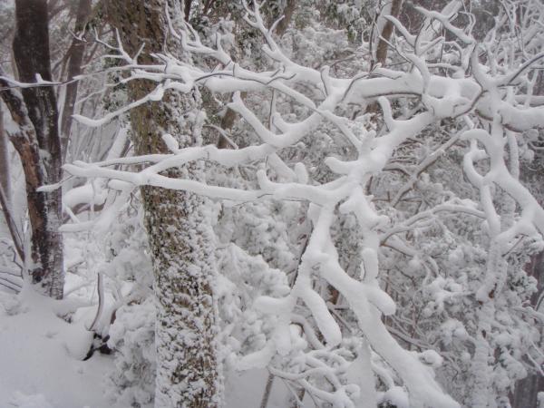 綺麗な霧氷ｗ見に