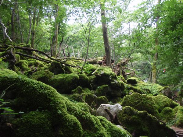 幻想的な8合目付近