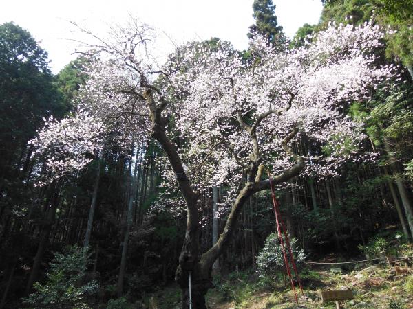 福岡県下最大のヒガンザクラ「虎尾桜」